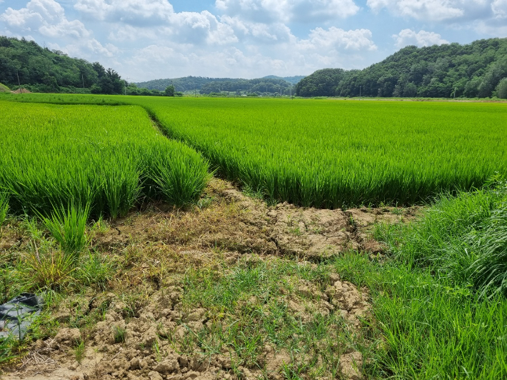역대 세 번째로 짧은 장마와 폭염이 겹치며 경기도 화성시 문호리 농민들이 가뭄 피해를 입고 있다. 정성욱 기자