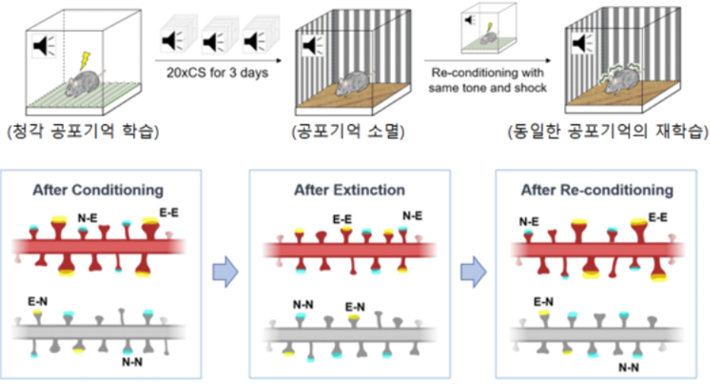 [공포기억의 상태에 따른 기억저장 시냅스의 구조변화] 공포학습에 의해 기억저장 시냅스(Synapitc engram, E-E)의 크기가 증가하였으며, 공포기억의 소멸로 크기가 감소하였다. 그리고 동일한 공포기억을 학습시키면 작아졌던 기억저장 시냅스의 크기가 회복되었다. 이는 기억저장 시냅스가 기억의 상태를 반영함을 보여준다.(강봉균 교수 연구팀 제공)