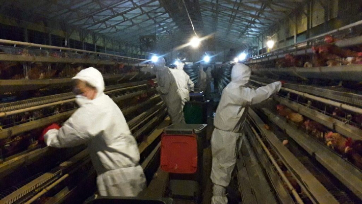 산란계 농장. 연합뉴스