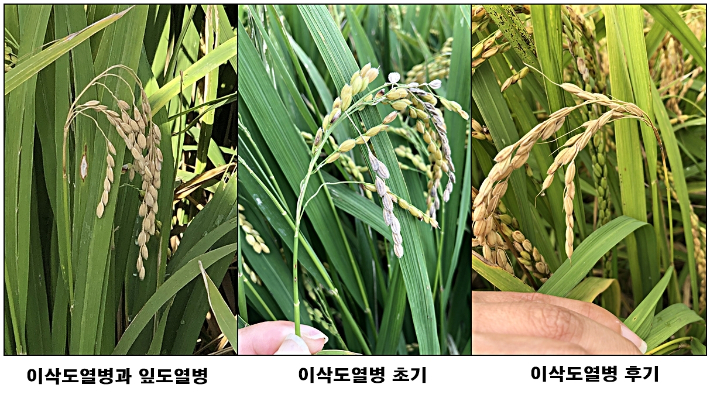 벼 이삭도열병. 전북농업기술원 제공