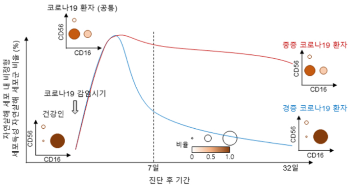 질병 경과에 따른 코로나19 환자의 자연살해 세포군의 변화. 과기부 제공