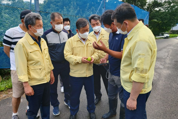 박일호 밀양시장이 지난 7월 우박 피해를 입은 사과 농장을 점검하고 있다. 밀양시청 제공