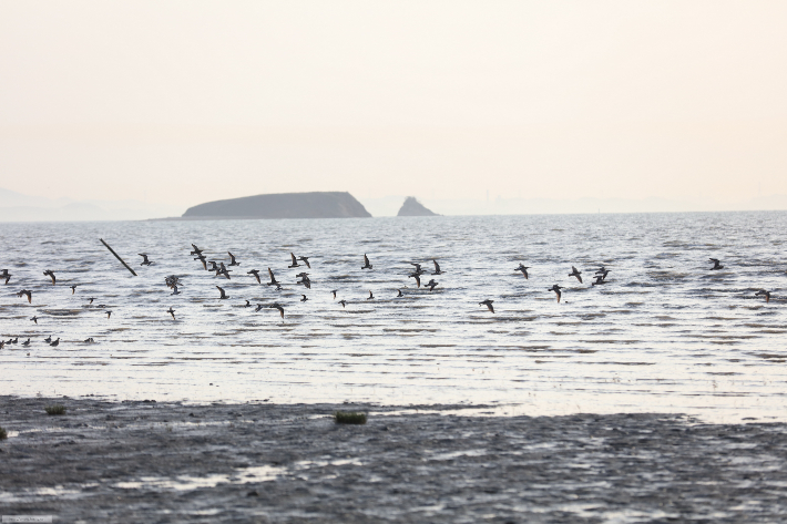 매향리 갯벌 일대에 철새들이 날아가고 있는 모습. 화성시청 제공