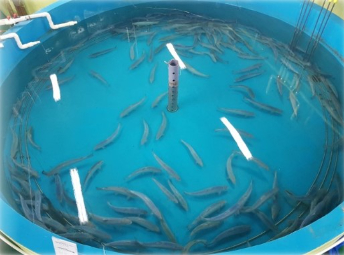 강원도 한해성 수산자원센터 어류동에서 양식 중인 대서양 연어. 이 센터는 2019년 국내 최초로 대서양 연어 양식에 성공했다. 강원도환동해본부 제공