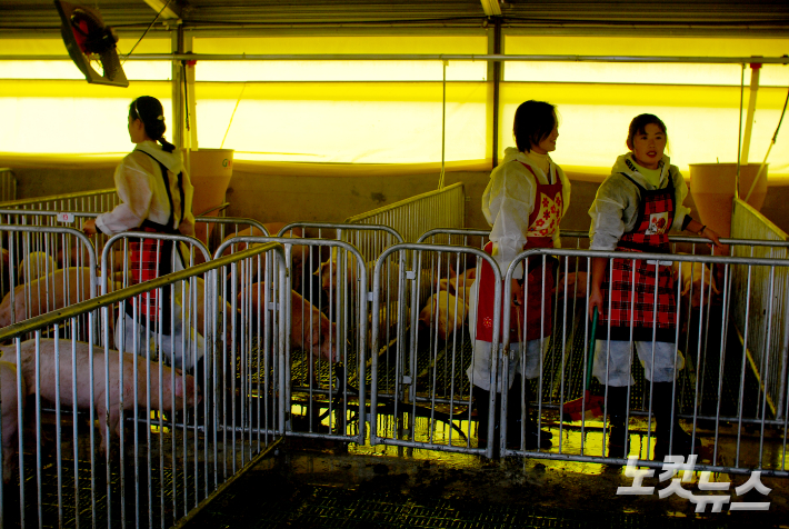 2007년 전라북도 남북교류협력사업으로 건립된 북한 남포 돼지농장(자료사진). 김용완 기자