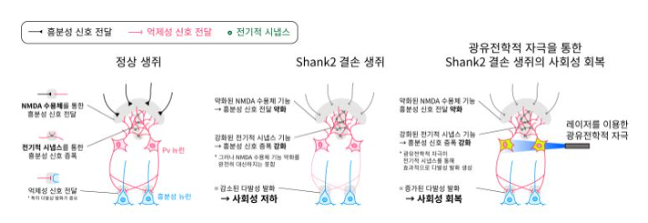  Shank2 결손 생쥐의 사회성 저하 및 광유전학 자극을 통한 회복 모식도. 기초과학연구원 제공