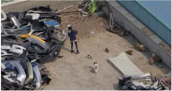 개들이 집단 사육되고 있는 건물 옥상 한편에 배설물이 쌓여 있고 각종 자동차 부품 등이 널브러져 있는 모습. 인근 주민 제공