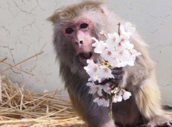 일본 교토(京都)시 동물원에서 12일 숨진 '히말라야원숭이' 이소코. 이소코는 사육 중인 히말라야원숭이 가운데 세계 최고령 인증 기록(43세)을 보유하고 있었다. 연합뉴스