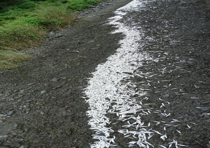 죽은 어린 숭어 사체가 해안가를 따라 길게 띠를 형성하고 있다. 여수환경운동연합 제공