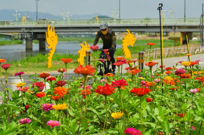 장성 황룡강변 꽃길. 전라남도 제공