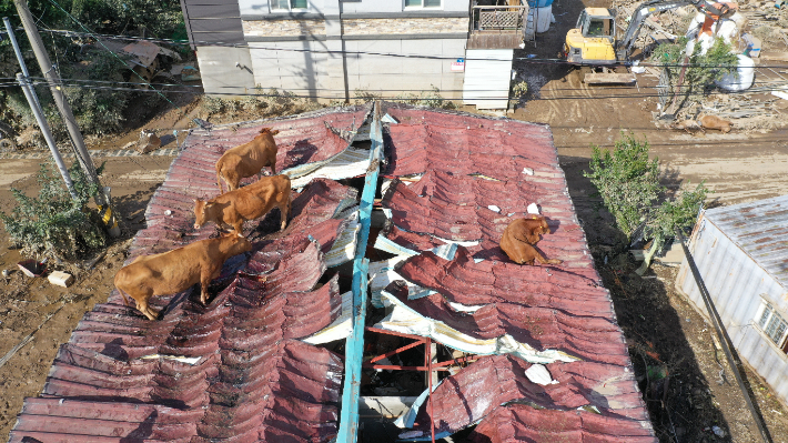 지난해 8월 섬진강 수해 당시 구례 한 주택 지붕으로 피신한 소들. 구례군 제공