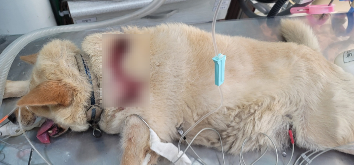 지난 달 5일 목 뒷부분을 다친 후 동물병원으로 옮겨져 수술대기 중인 반려견 모습. 한국애견협회 속초지회 제공