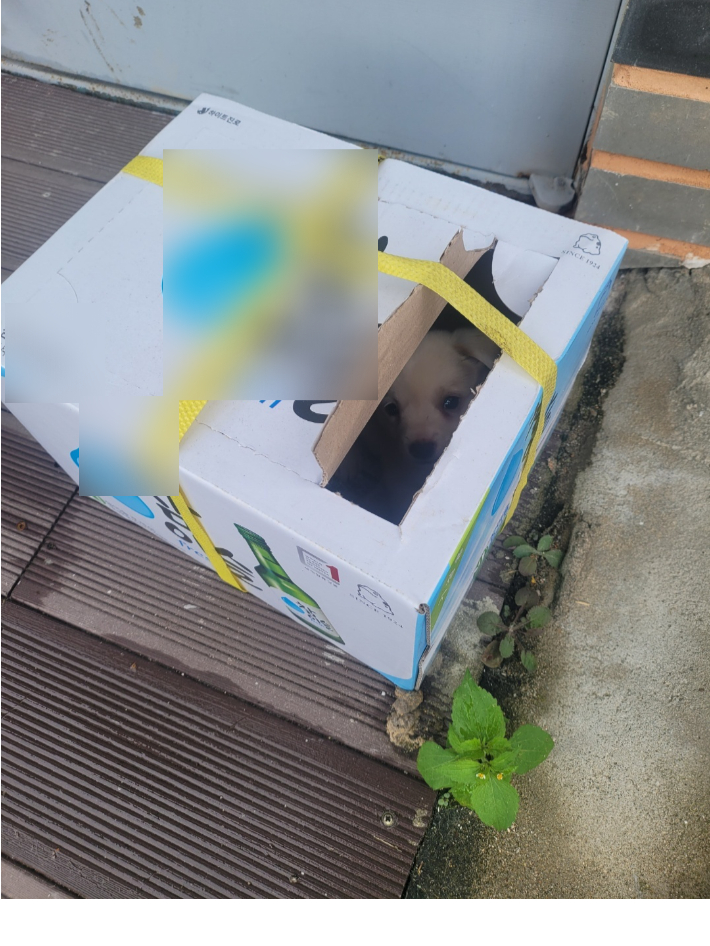 지난 달 21일 속초지역의 한 애견 가게 앞에 2개월쯤 되는 강아지 2마리가 상자에 담겨 유기되는 일이 발생했다. 한국애견협회 속초지회 제공