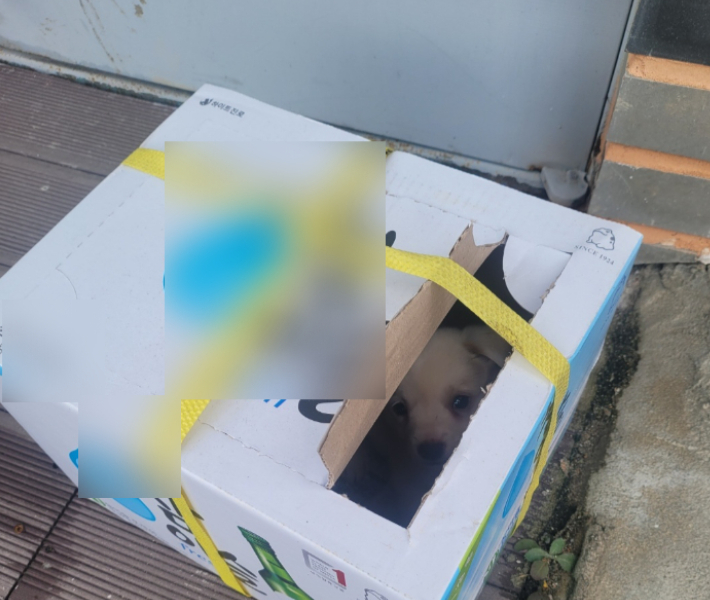 지난 달 21일 속초지역의 한 애견 가게 앞에 2개월쯤 되는 강아지 2마리가 상자에 담겨 유기되는 일이 발생했다. 한국애견협회 속초지회 제공