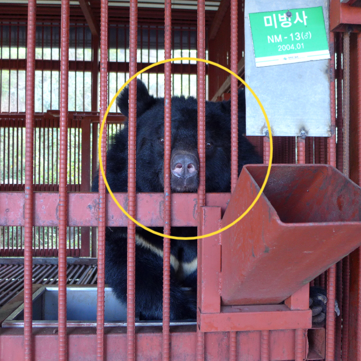 국립공원연구원 남부보전센터 증식장 철창 우리에 갇혀 있는 곰. 사단법인 반달곰 친구들 제공