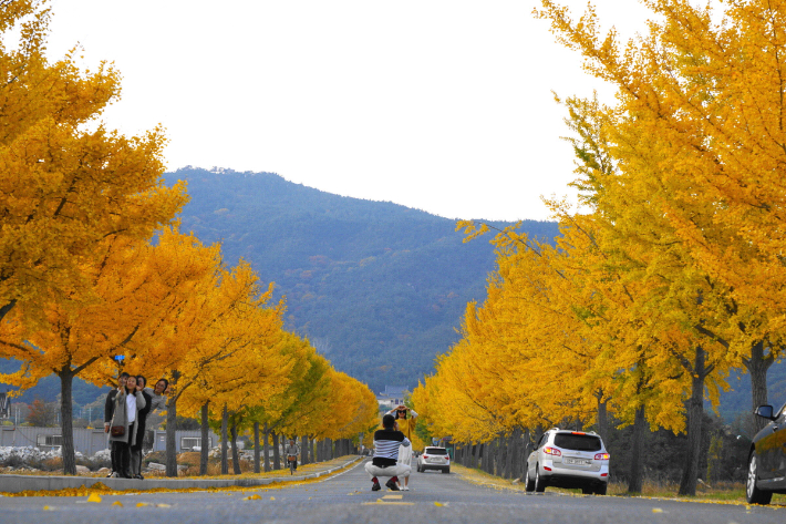 통일전 은행나무길. 경주시 제공