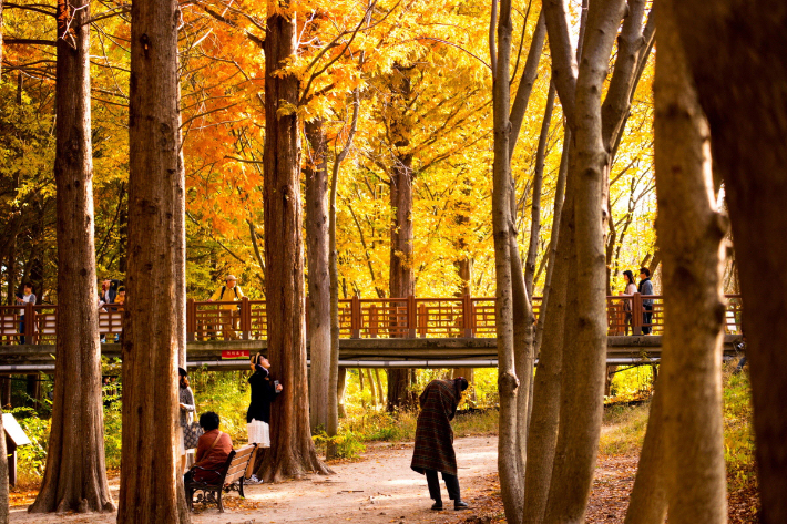 산림환경연구원 산책길. 경주시 제공