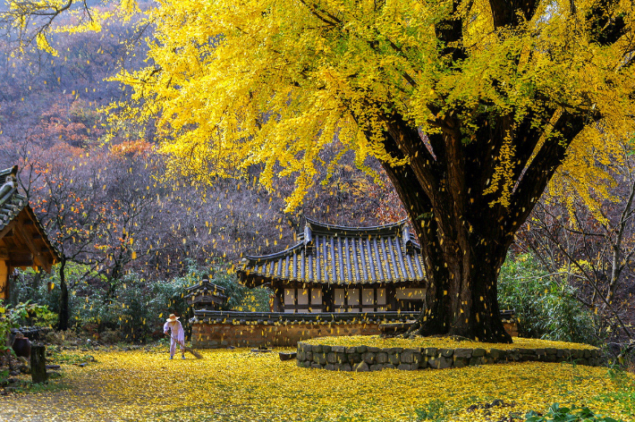 운곡서원 은행나무. 경주시 제공