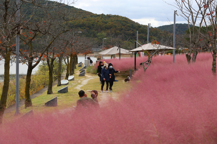 보문 사랑공원 핑크뮬리 단지. 경주시 제공