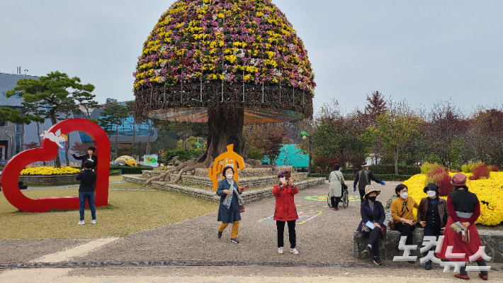 국화 축제 함평 대전 여행