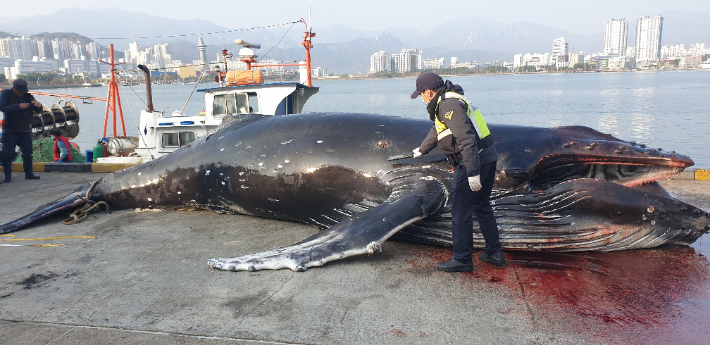 6일 오전 속초 앞바다에서 혼획된 혹등고래. 속초해양경찰서 제공