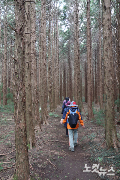 여행객들이 지난 9일 제주 머체왓숲길을 찾아 걷고 있다. 이인 기자
