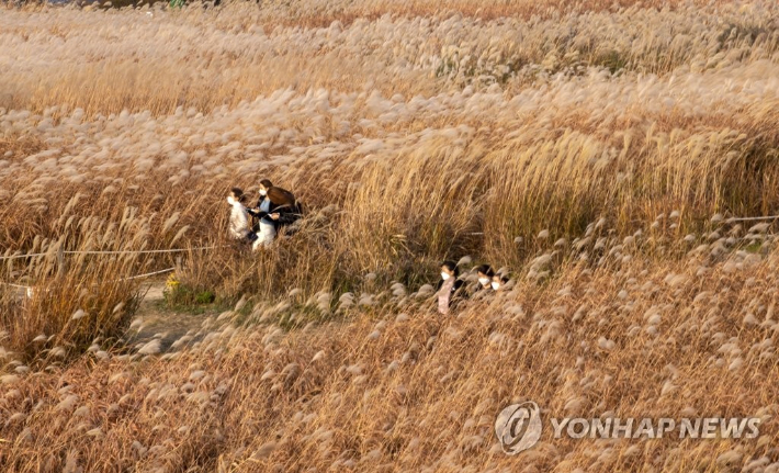 지난 14일 오후 시민들이 서울 마포구 하늘공원에서 억새풀을 구경하고 있다. 연합뉴스