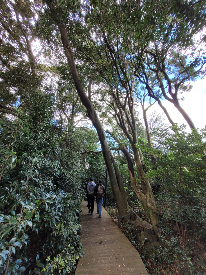 서귀포시 남원읍 신흥2리 동백나무 군락지에는 수령 300년 이상된 동백나무들이 있다.  