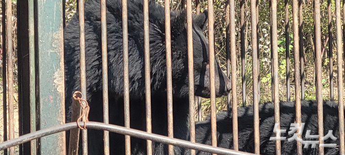 곰 사육농장에 갇혀 있는 반달가슴곰의 모습. 박창주 기자