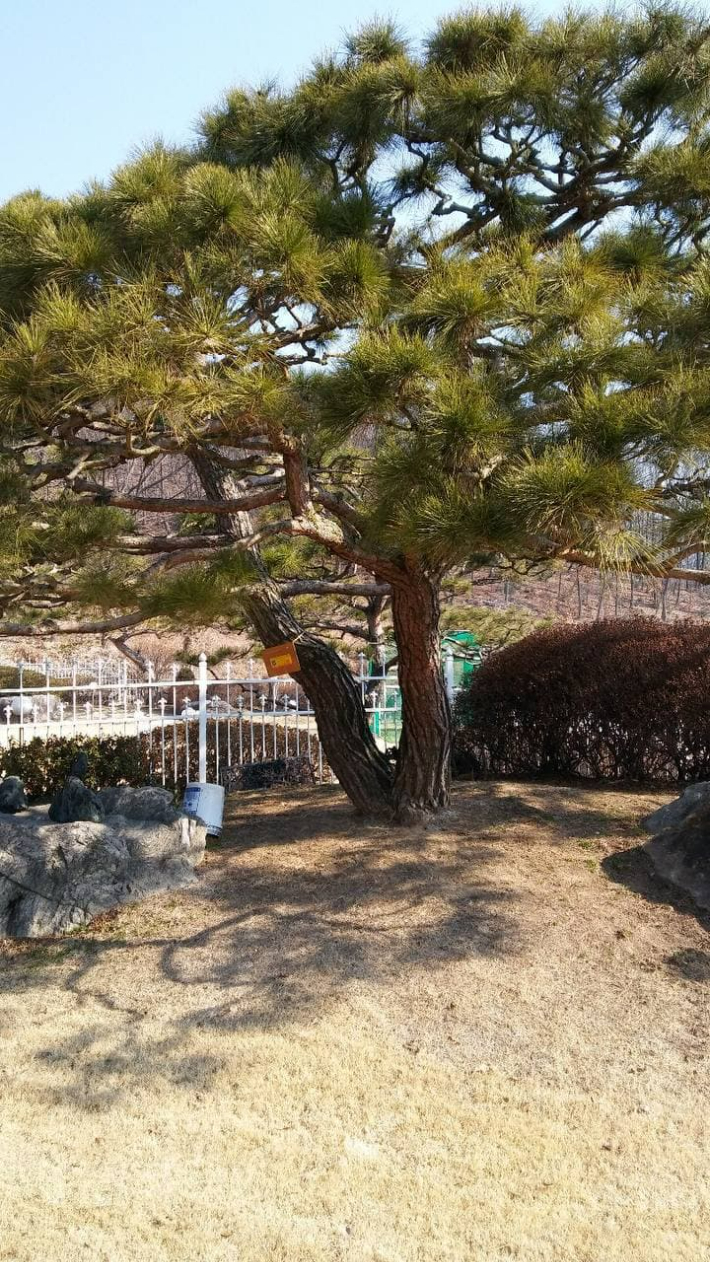 압류한 소나무-서울시 38세금징수과 제공