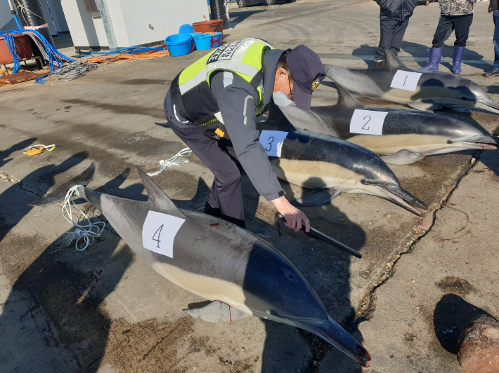 28일 고성 공현진항 인근서 혼획된 참돌고래. 속초해양경찰서 제공