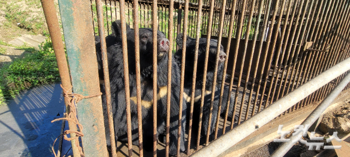 경기도 용인 처인구에 위치한 곰 사육농장에 갇혀 있는 반달가슴곰들. 박창주 기자