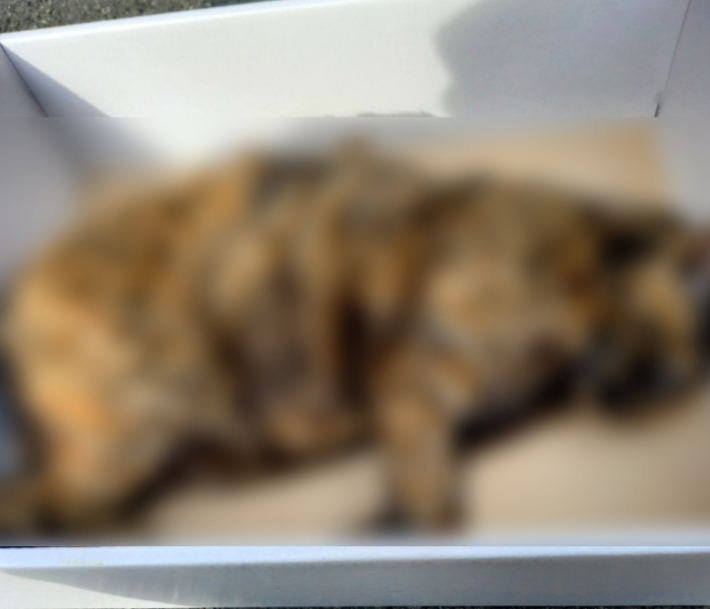 지난 11월 부산 사상구 주택가에서 발견된 길고양이 사체. 부산길고양이보호연대 제공