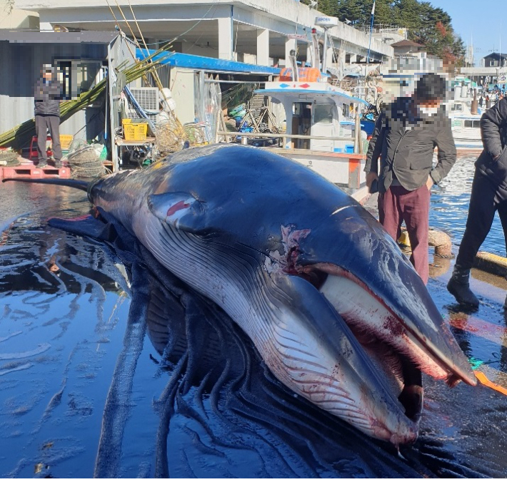 지난 달 28일 양양 남애항으로 인양된 밍크고래. 독자 제공