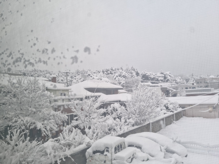 지난 24일 밤부터 내린 폭설에 겨울왕국으로 변한 강릉. 독자 제공