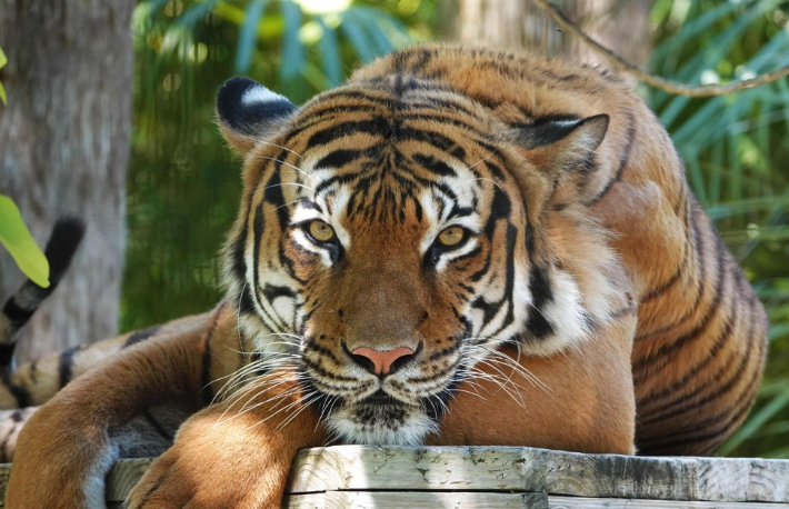지난 29일(현지시간) 미국 플로리다주 네이플스 동물원에서 청소부를 공격한 호랑이가 경찰에 사살됐다. 30일 동물원 측에서 공개한 말레이시아 호랑이 에코의 모습. 연합뉴스