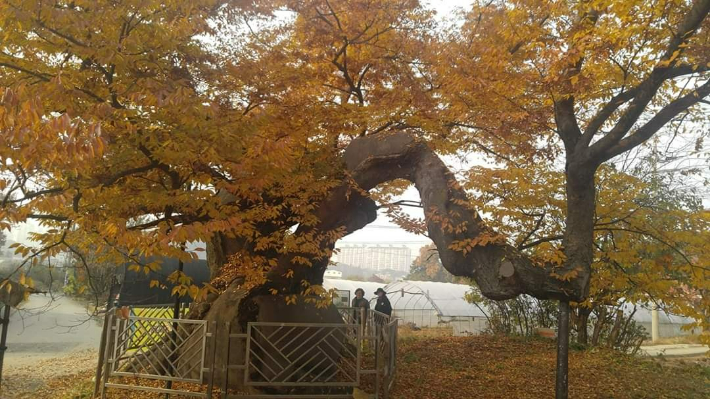 산황산에 자리한 600년 넘은 느티나무. 