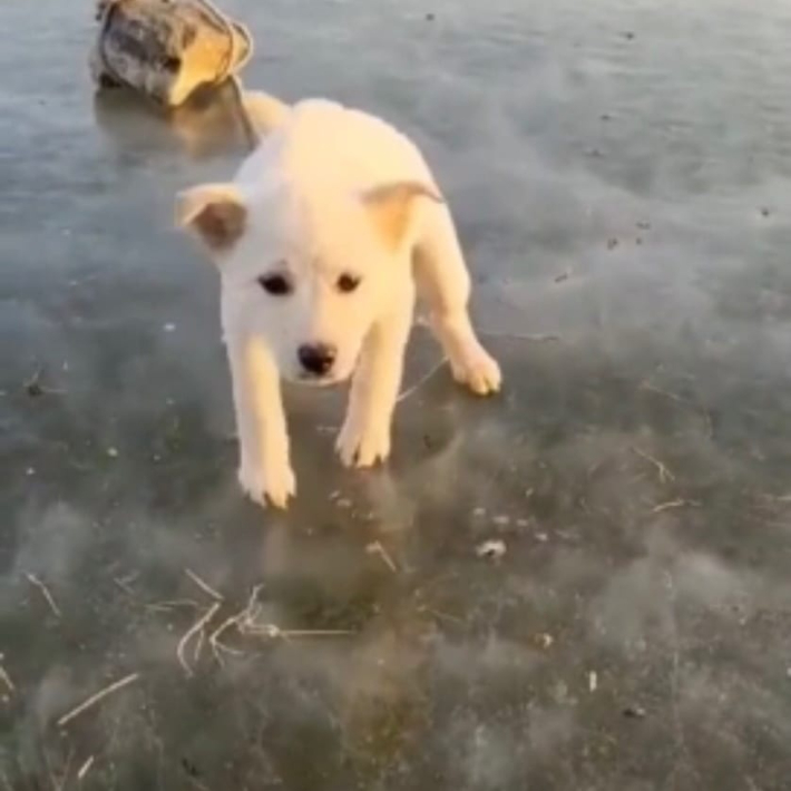 새해 첫날 안산 얼어붙은 강 위에서 돌덩이에 묶인 채 발견된 강아지. 도로시지켜줄개 제공