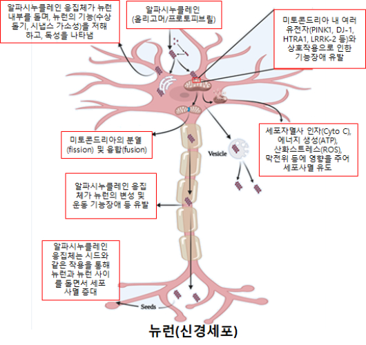 알파시누클레인 응집체에 의한 뉴런에서의 미토콘드리아 기능장애 및 세포사멸 모식도. 한국기초과학지원연구원 제공