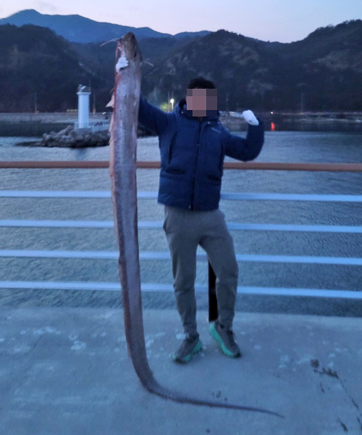8일 오후 5시께 강원 강릉시 옥계면 금진항 방파제에서 낚시를 하던 윤모(30)씨가 심해어인 3m 크기의 살아있는 산갈치 한 마리를 낚시로 잡아 눈길을 끌고 있다. 연합뉴스