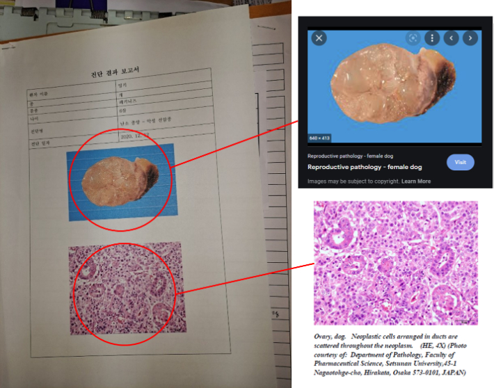 A동물병원에서 사망한 페키니즈 밍키의 조직 검사 결과 보고서. 인터넷에 종양을 검색하면 나오는 사진들로 이뤄져 있다.