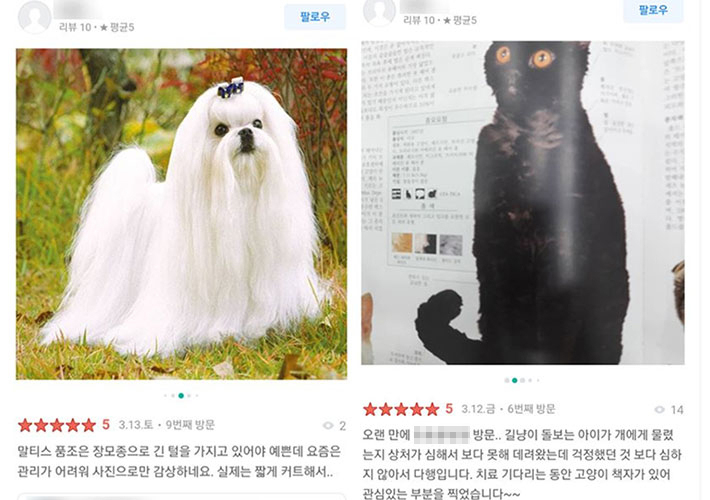 율무 보호자 박모씨가 A동물병원 업체 방문 리뷰에 피해 글을 올린 뒤 게시된 리뷰들. 독자 제공