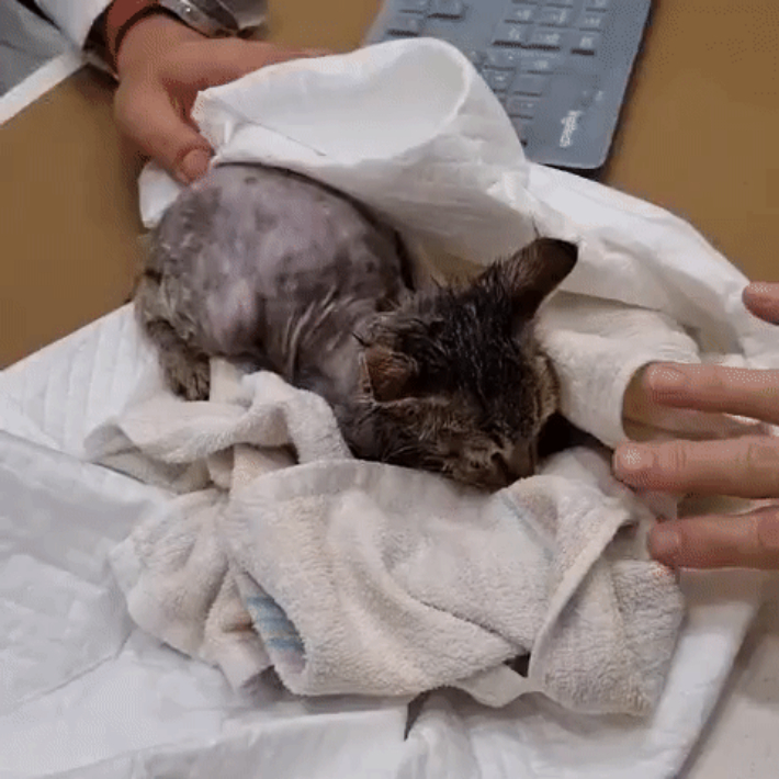 쥐덫에 걸렸다가 구호 조치된 길고양이가 동물병원에서 안정을 취하고 있는 모습. 독자 제공