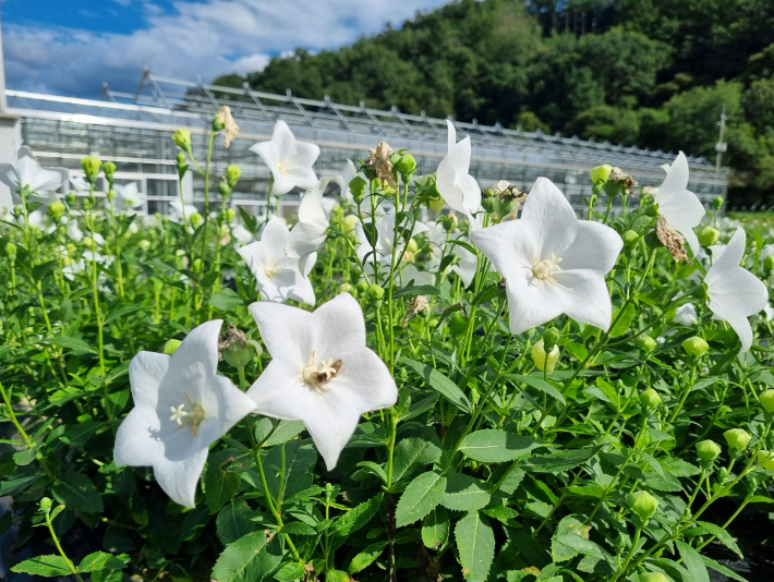 도라지 꽃. 경남도청 제공