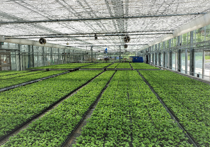 도라지 모종. 경남도청 제공