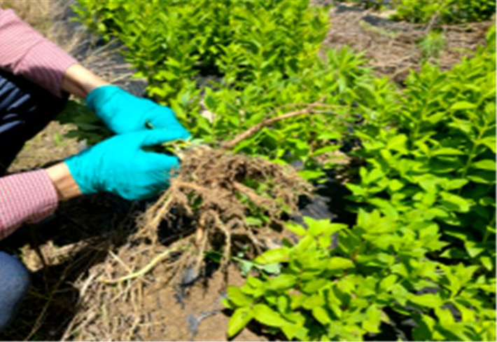 도라지 뿌리. 경남도청 제공