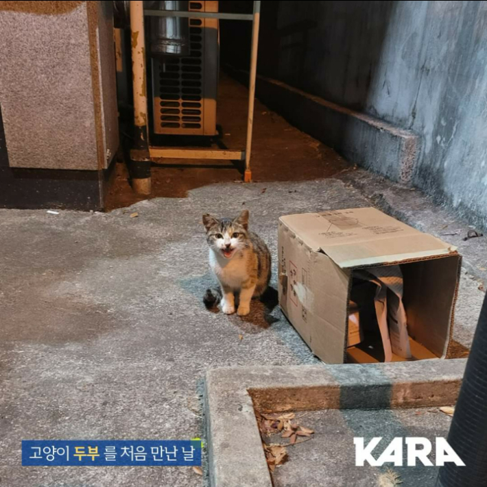 고양이 '두부. 카라 제공