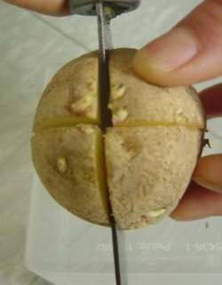 씨감자 자르기 방법. 농촌진흥청 제공