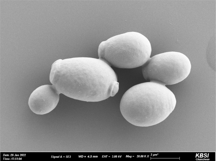 스위트 약주용 효모 NIBRFGC000500300 균주의 전자현미경 사진. 환경부 제공