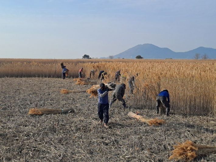 전남 순천시가 순천만 갈대 생육 촉진을 위해 새봄맞이 갈대베기 사업을 추진한다. 순천시 제공